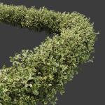Hedge shrubs vol 1