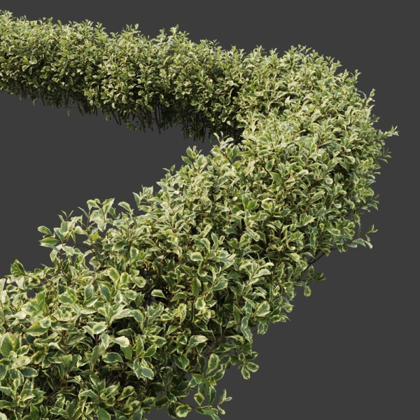 Hedge shrubs vol 1
