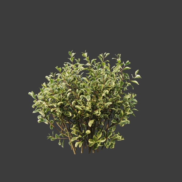 Hedge shrubs vol 1