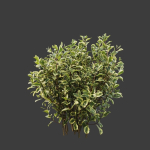 Hedge shrubs vol 1