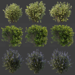 Hedge shrubs vol 1
