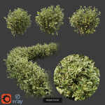 Hedge shrubs vol 1