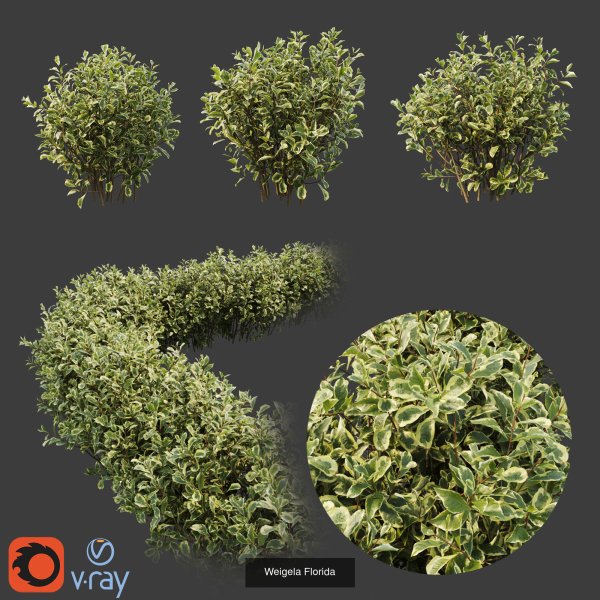 Hedge shrubs vol 1