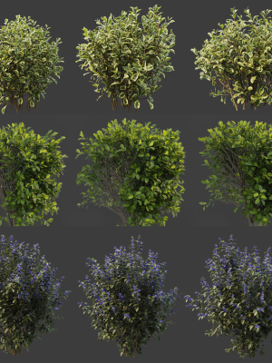 Hedge shrubs vol 1