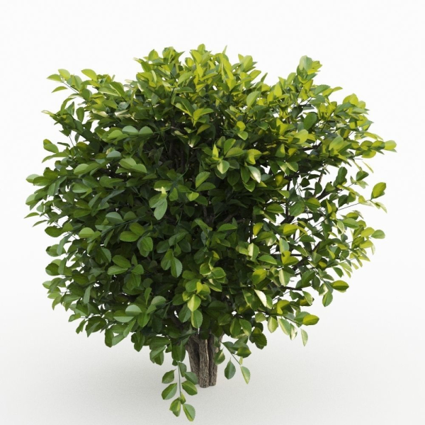 Hedge shrubs vol 1