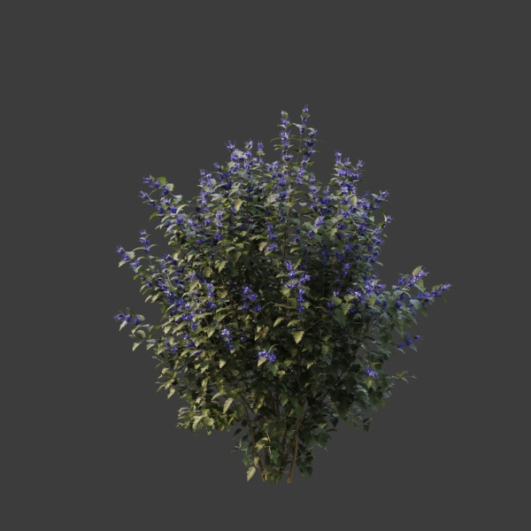 Hedge shrubs vol 1