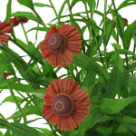 Helenium hybride flower