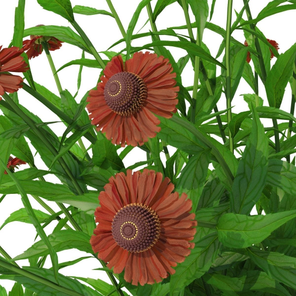Helenium hybride flower