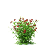 Helenium hybride flower