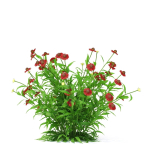 Helenium hybride flower