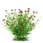 Helenium hybride flower