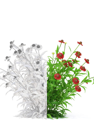helenium-hybride-flower-3d-model-f609f3c1e7