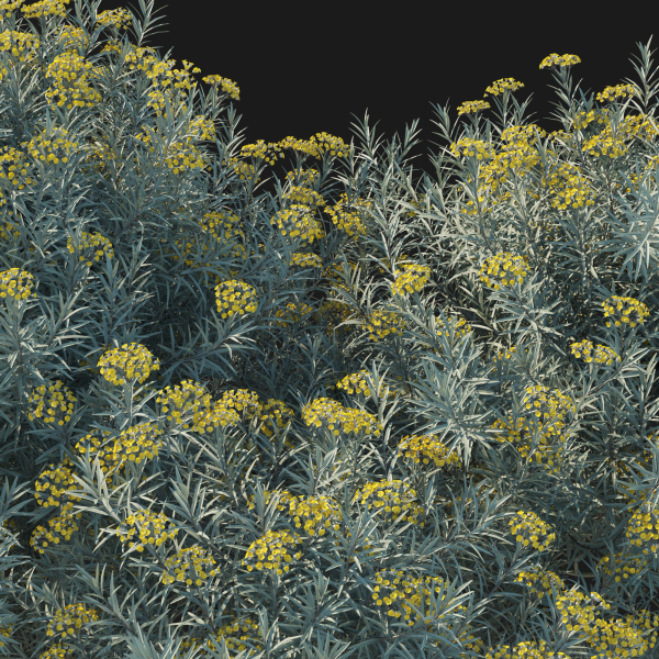 Helichrysum Italicum 01