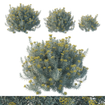 Helichrysum Italicum 01