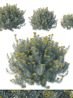helichrysum-italicum-01-3d-model-6f40ba9e02