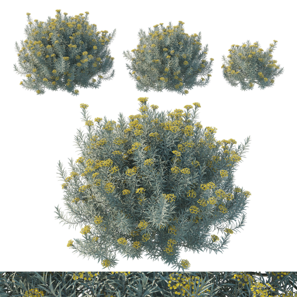 Helichrysum Italicum 01