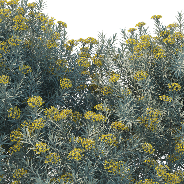 Helichrysum Italicum 01