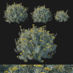 Helichrysum Italicum 01