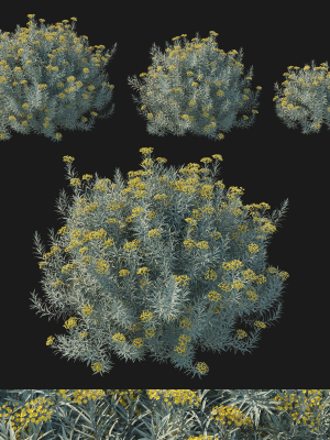 Helichrysum Italicum 01