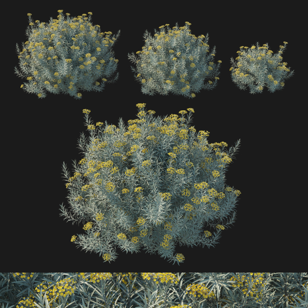 Helichrysum Italicum 01