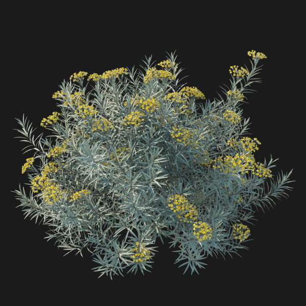 Helichrysum Italicum 01