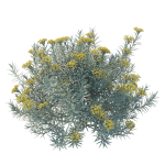 Helichrysum Italicum 01