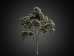HeliosVegetation vol2 - Eucalyptus  Corona