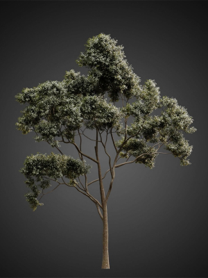 heliosvegetation-vol2-eucalyptus-corona-3d-model-max-obj-fbx-mat