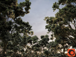 HeliosVegetation vol2 - Eucalyptus  Corona