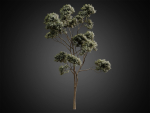 HeliosVegetation vol2 - Eucalyptus  Corona
