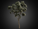 HeliosVegetation vol2 - Eucalyptus  Corona