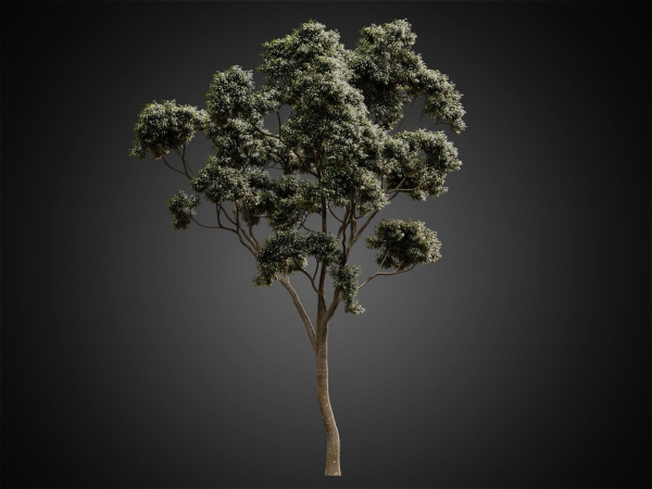 HeliosVegetation vol2 - Eucalyptus  Corona