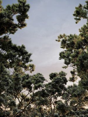 HeliosVegetation vol2 - Eucalyptus  Corona
