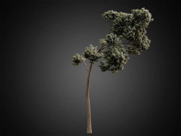 HeliosVegetation vol2 - Eucalyptus  Corona