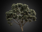 HeliosVegetation vol2 - Eucalyptus  Corona