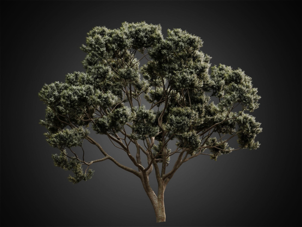 HeliosVegetation vol2 - Eucalyptus  Corona