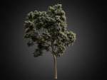 HeliosVegetation vol2 - Eucalyptus  Corona