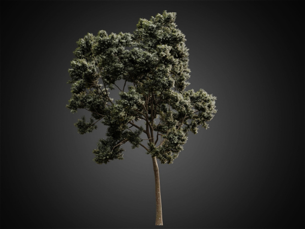 HeliosVegetation vol2 - Eucalyptus  Corona