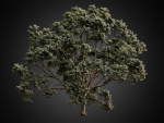 HeliosVegetation vol2 - Eucalyptus  Corona