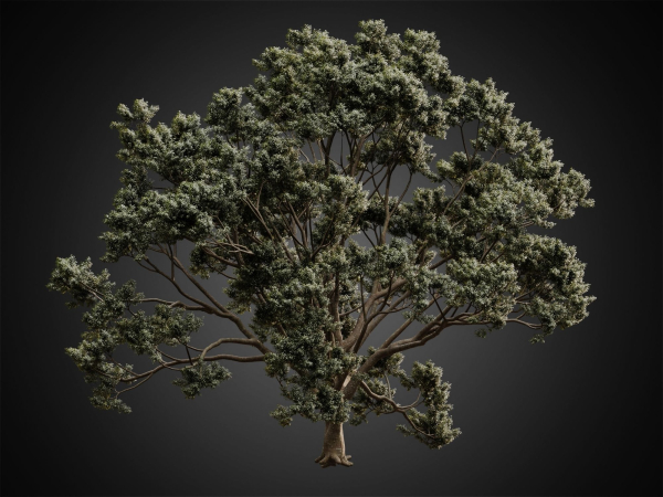HeliosVegetation vol2 - Eucalyptus  Corona