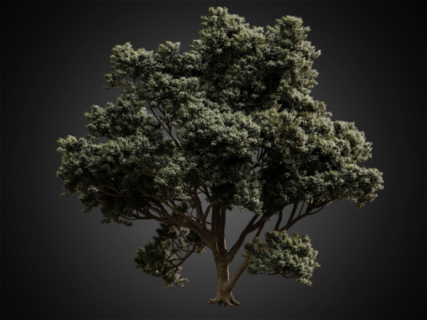 HeliosVegetation vol2 - Eucalyptus  Corona