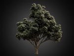 HeliosVegetation vol2 - Eucalyptus  Corona