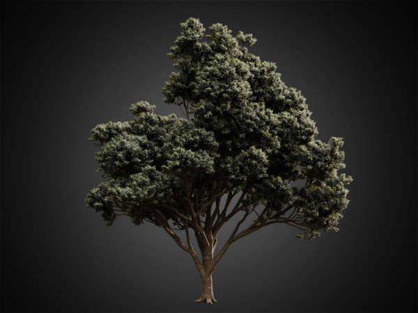 HeliosVegetation vol2 - Eucalyptus  Corona