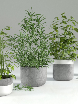 herbs-for-kitchen-3d-model-obj-mtl-3ds-fbx-blend