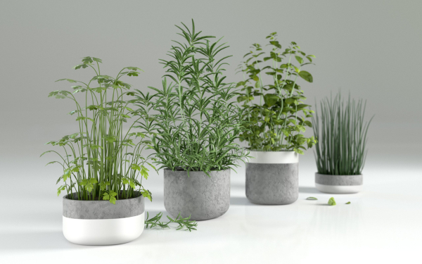 Herbs for kitchen