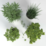 Herbs for kitchen