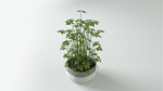 Herbs for kitchen