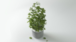 Herbs for kitchen