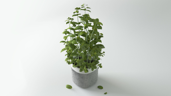 Herbs for kitchen