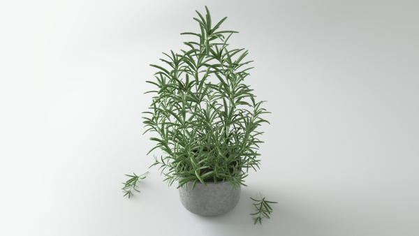 Herbs for kitchen